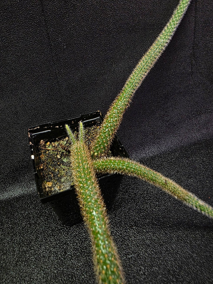 Rat Tail Cactus #18