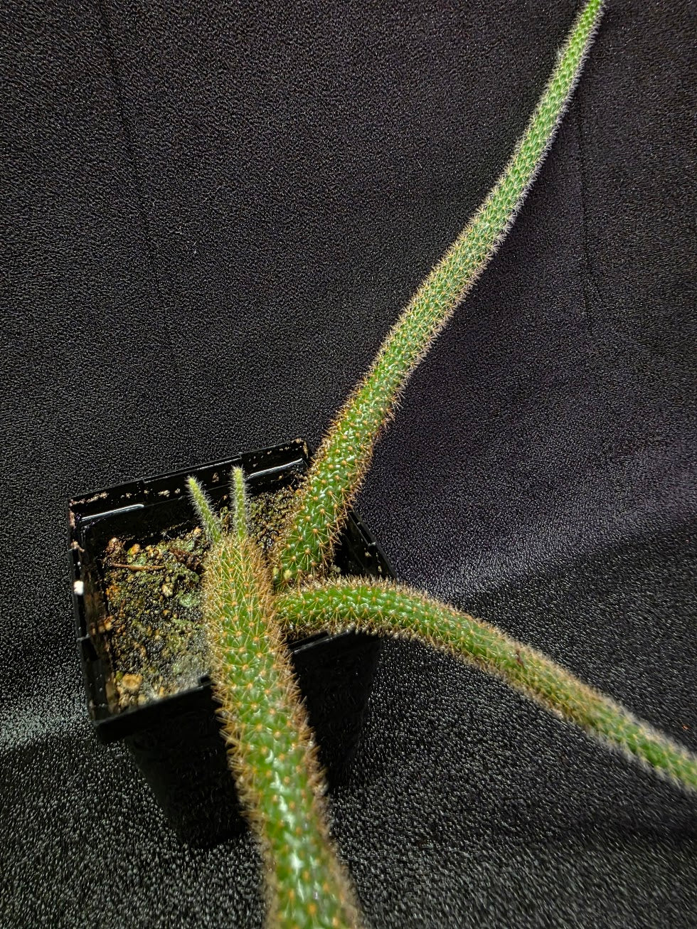 Rat Tail Cactus #18