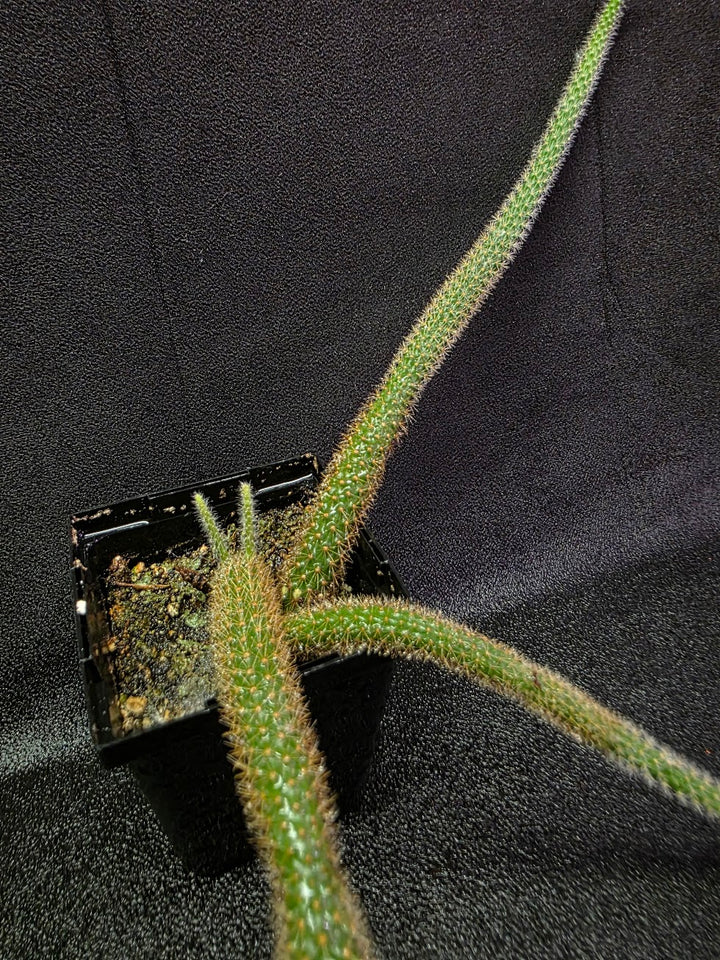 Rat Tail Cactus #18