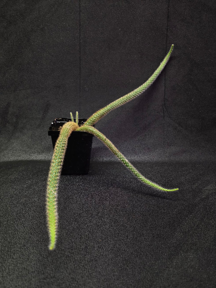 Rat Tail Cactus #18