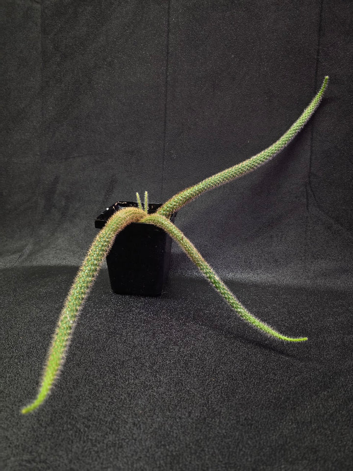 Rat Tail Cactus #18