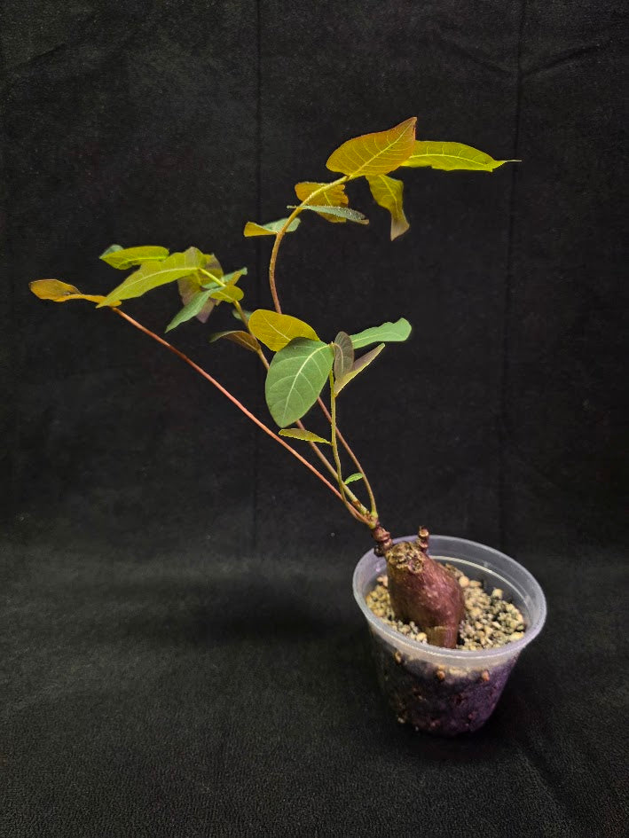 Phyllanthus Mirabillis #02