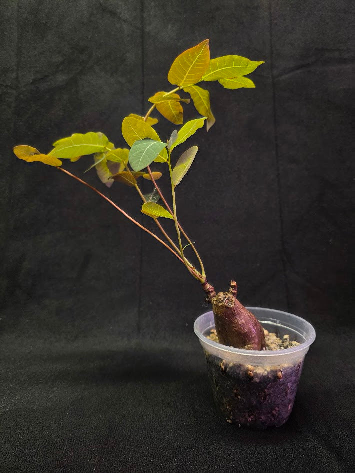 Phyllanthus Mirabillis #02
