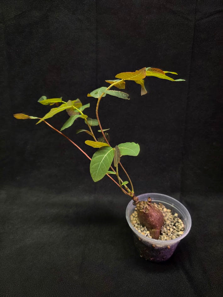 Phyllanthus Mirabillis #02