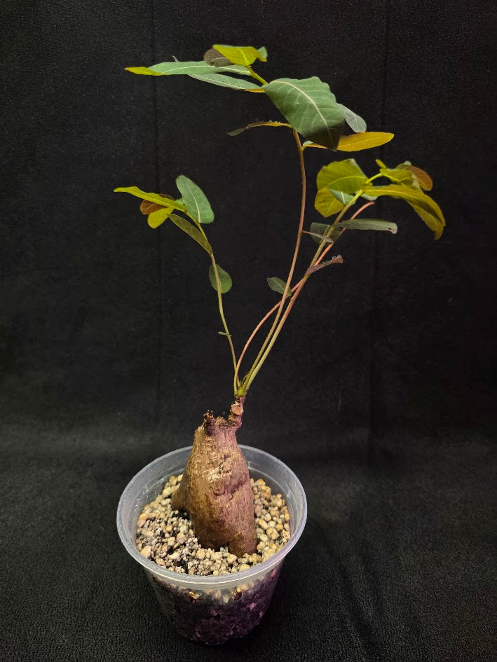 Phyllanthus Mirabillis #02