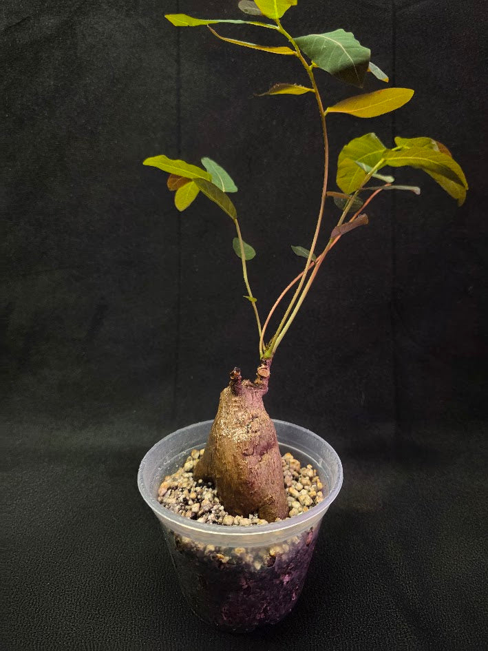 Phyllanthus Mirabillis #02