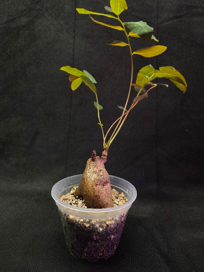 Phyllanthus Mirabillis #02