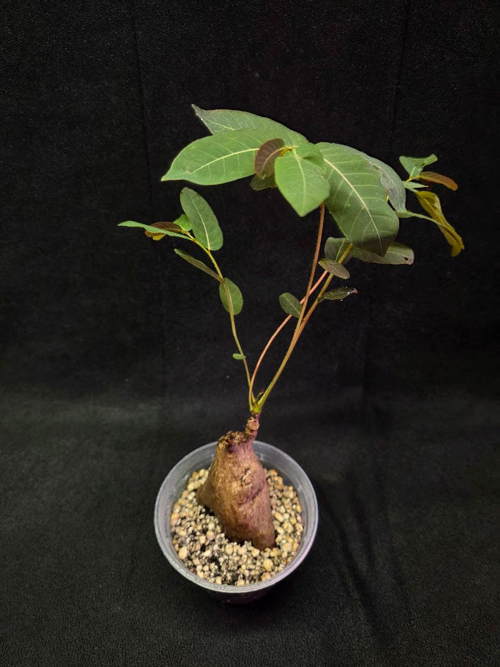 Phyllanthus Mirabillis #02
