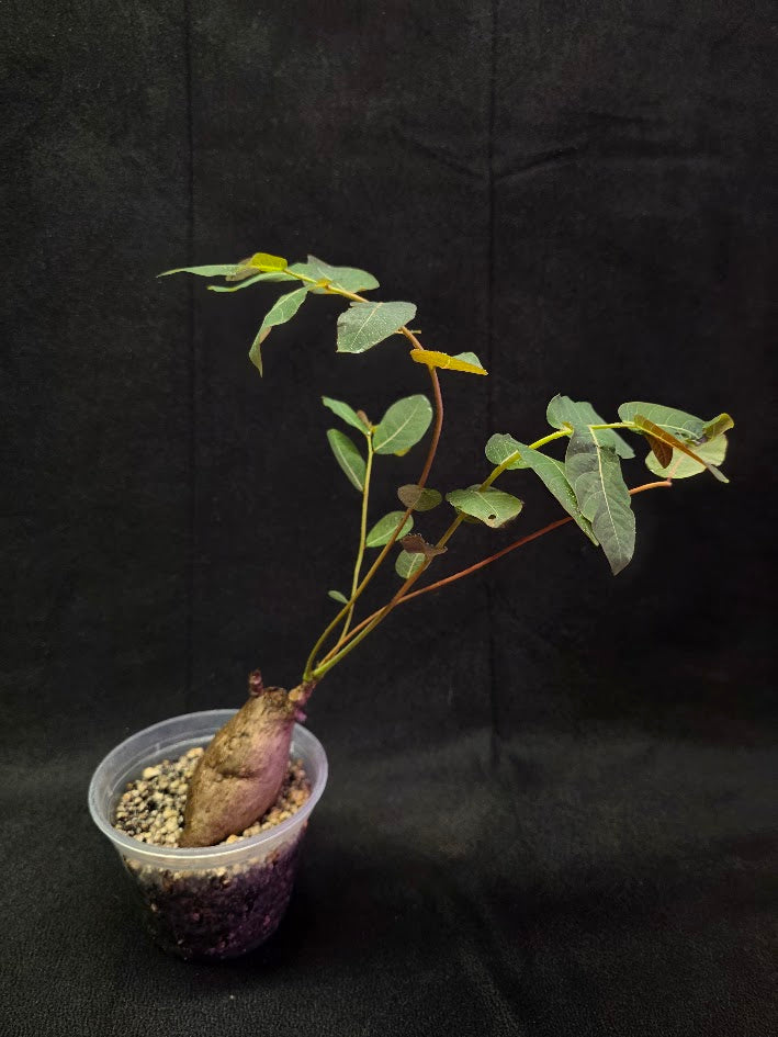 Phyllanthus Mirabillis #02