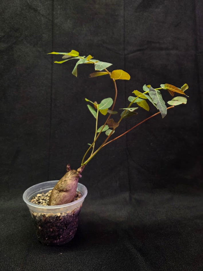 Phyllanthus Mirabillis #02