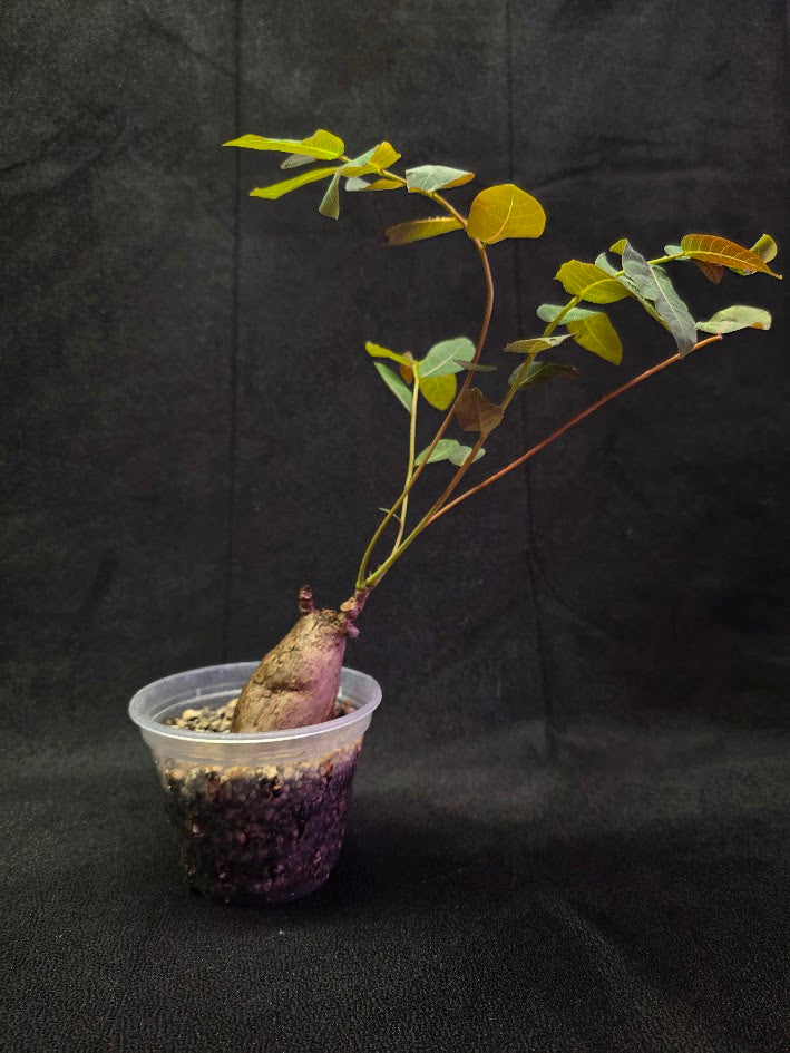 Phyllanthus Mirabillis #02