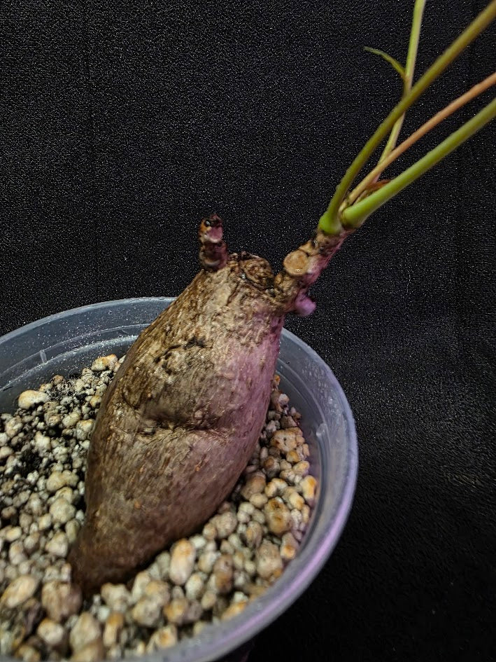 Phyllanthus Mirabillis #02