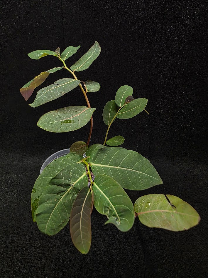 Phyllanthus Mirabillis #02