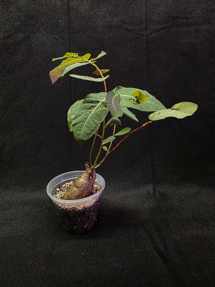 Phyllanthus Mirabillis #02