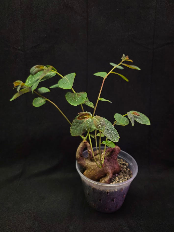 Phyllanthus Mirabillis #03