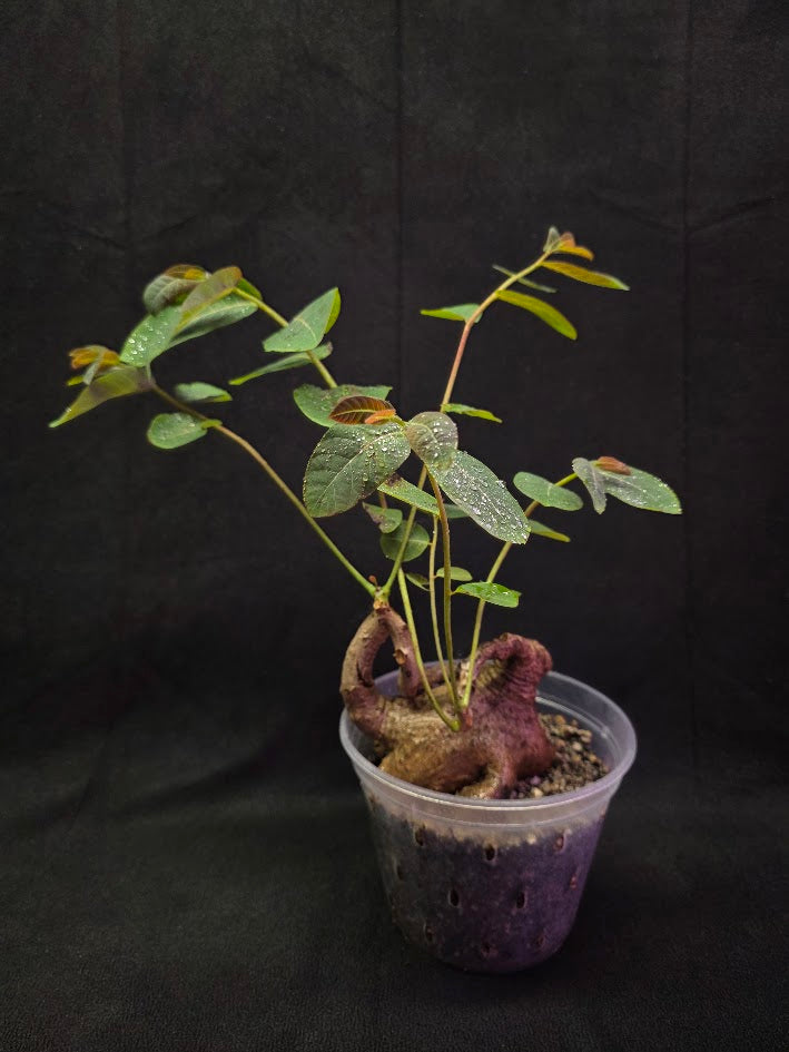 Phyllanthus Mirabillis #03
