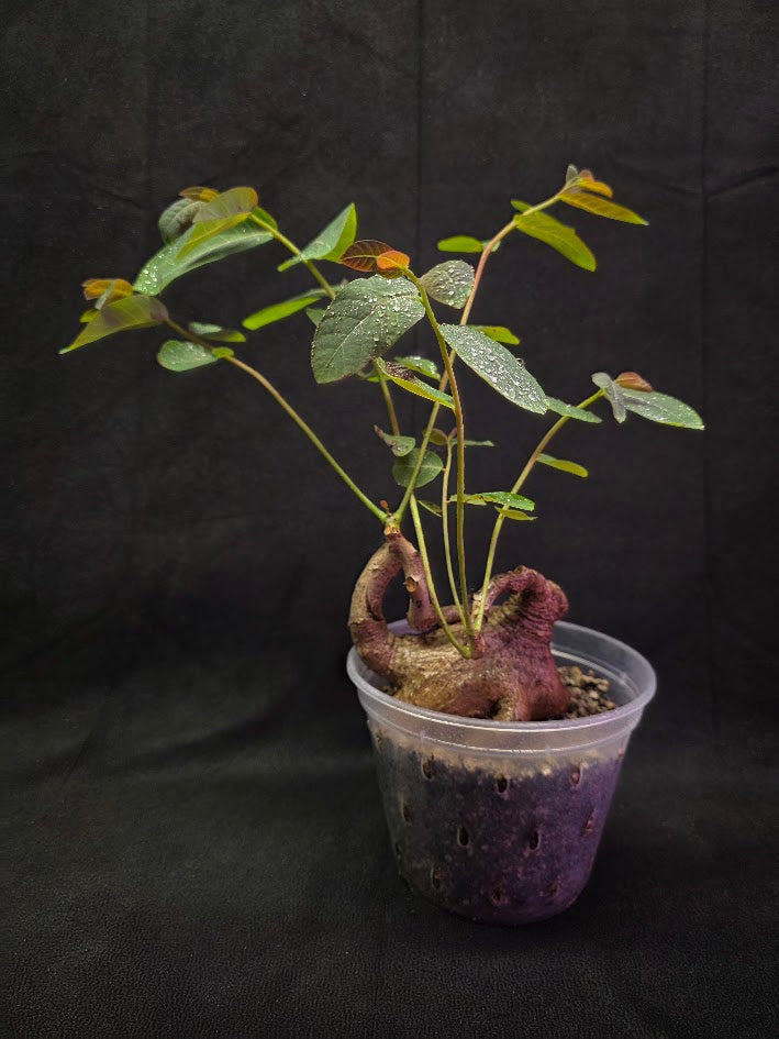 Phyllanthus Mirabillis #03