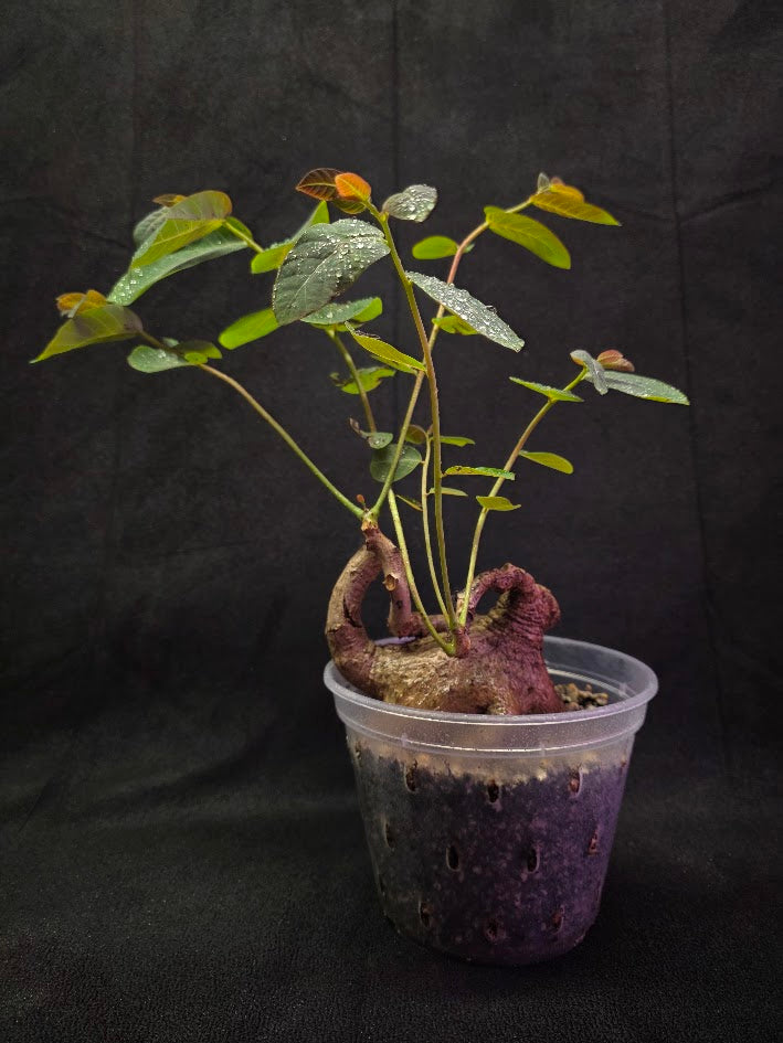 Phyllanthus Mirabillis #03
