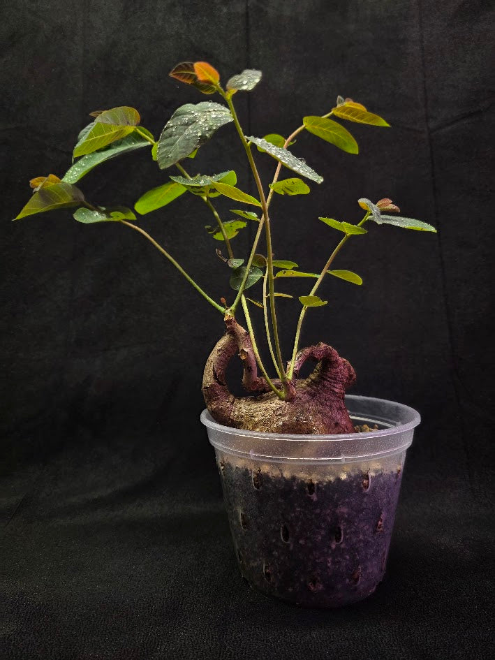 Phyllanthus Mirabillis #03