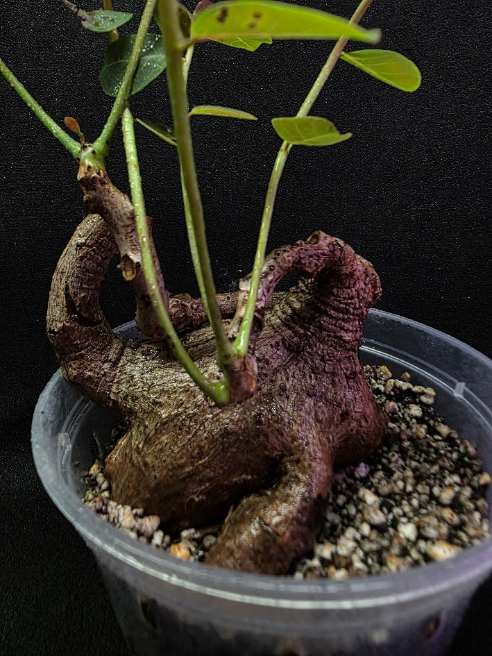 Phyllanthus Mirabillis #03