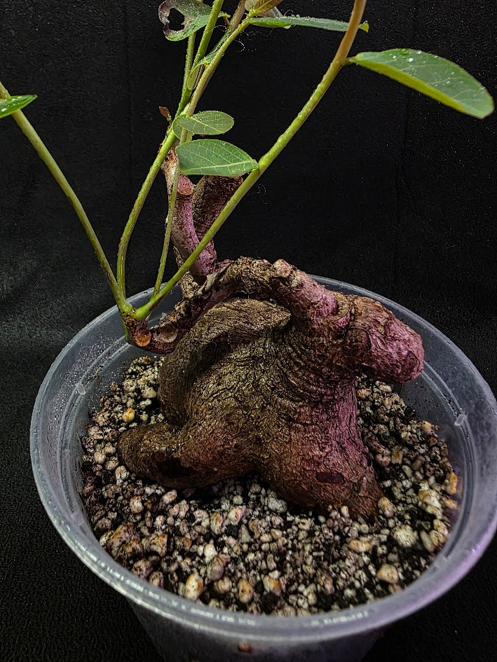 Phyllanthus Mirabillis #03