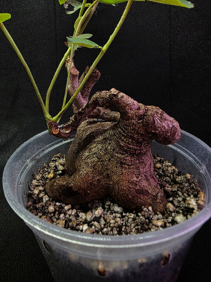 Phyllanthus Mirabillis #03