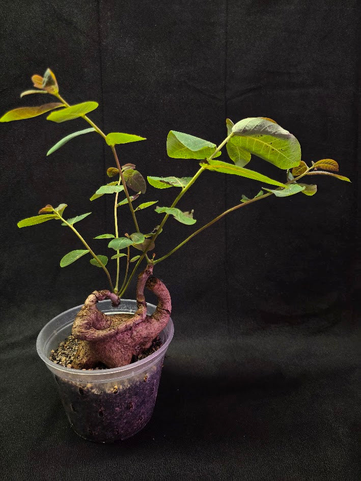 Phyllanthus Mirabillis #03