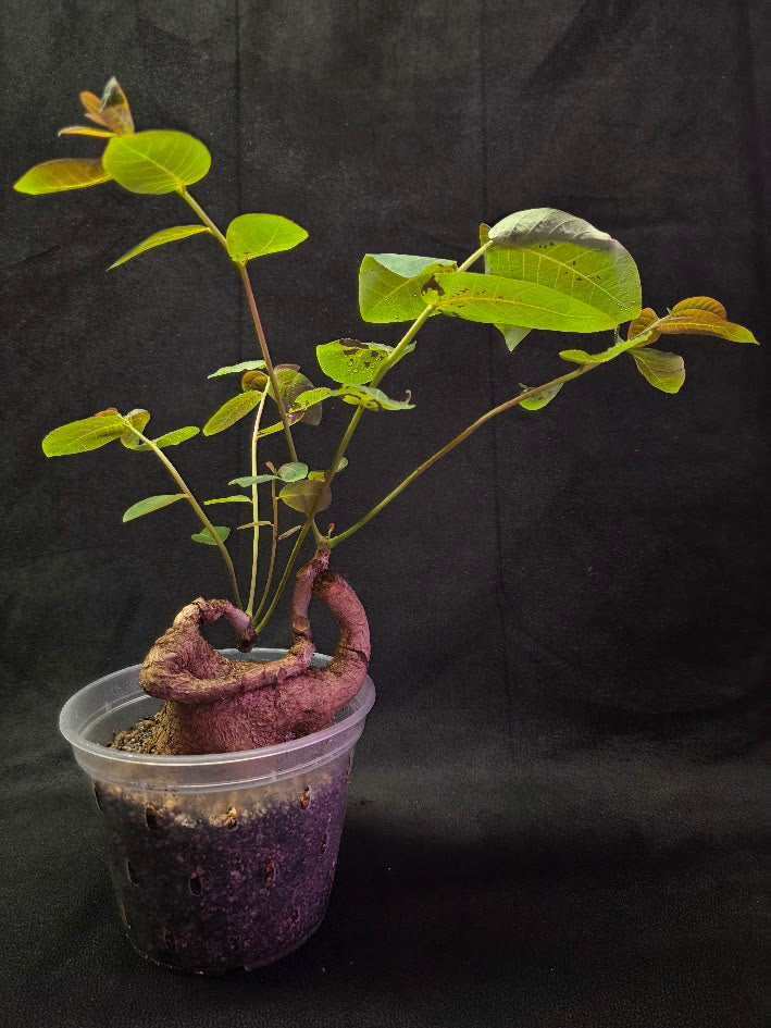Phyllanthus Mirabillis #03