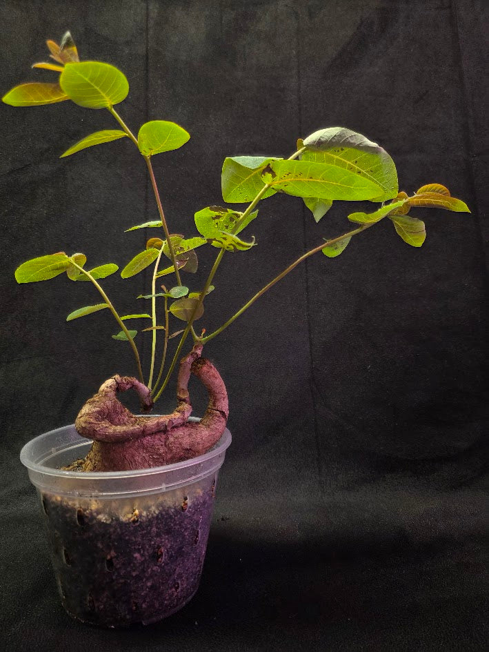 Phyllanthus Mirabillis #03