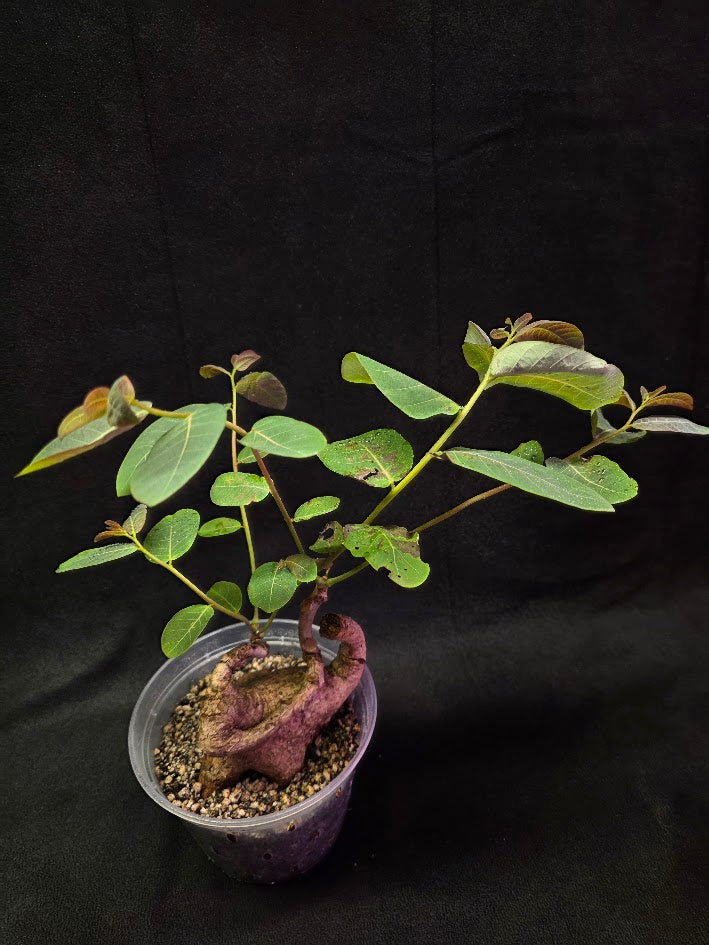 Phyllanthus Mirabillis #03