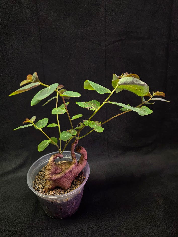 Phyllanthus Mirabillis #03