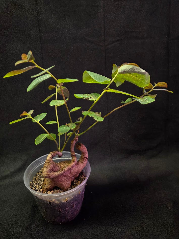 Phyllanthus Mirabillis #03
