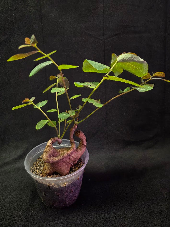 Phyllanthus Mirabillis #03