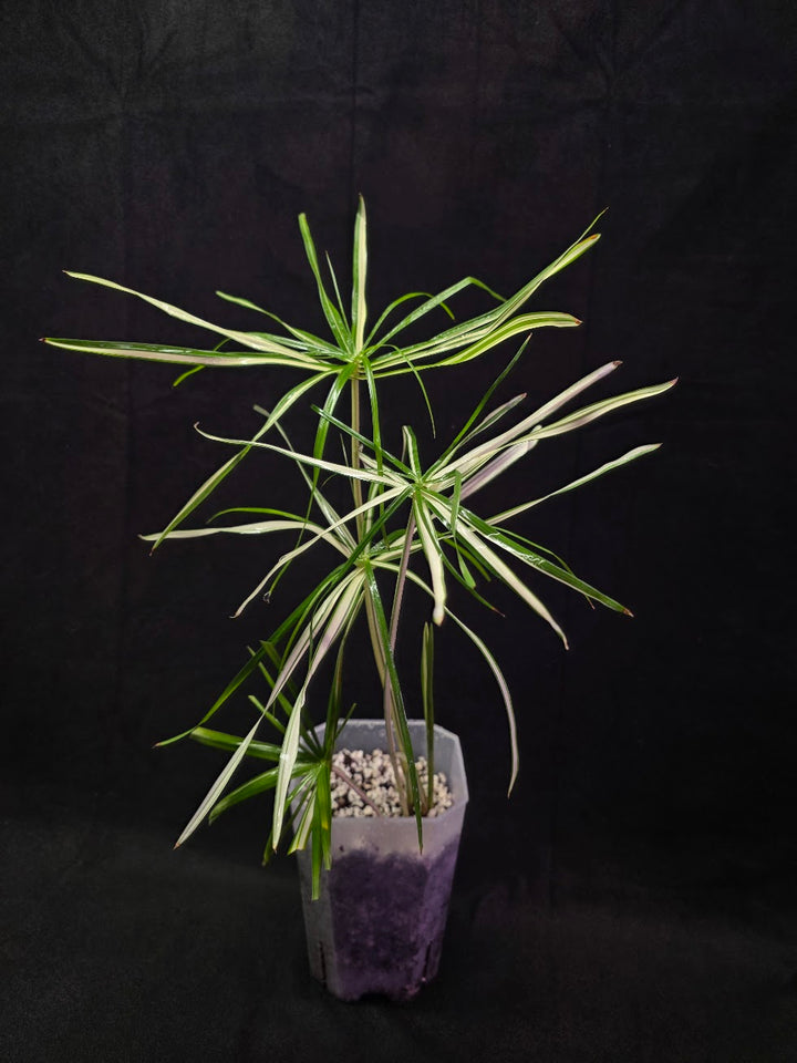 Cyperus Alternifolius Variegatus #01
