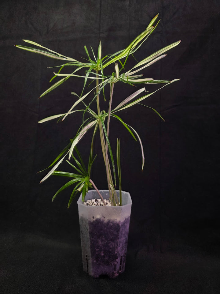 Cyperus Alternifolius Variegatus #01