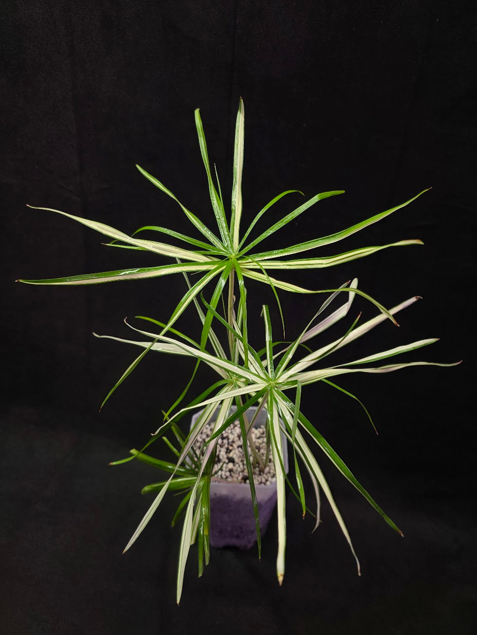 Cyperus Alternifolius Variegatus #01