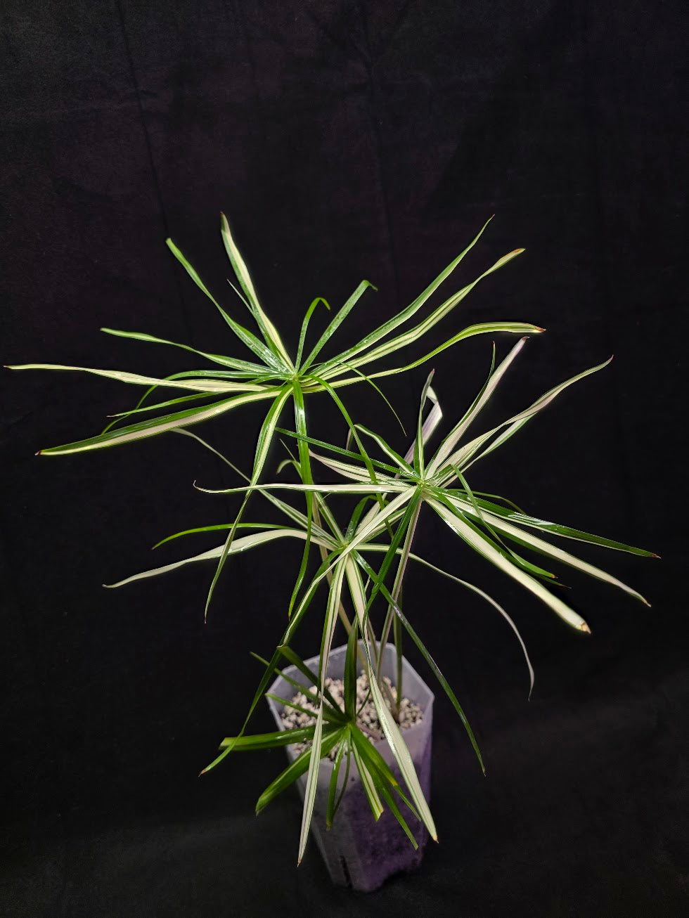 Cyperus Alternifolius Variegatus #01