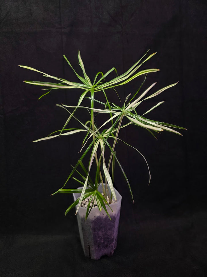 Cyperus Alternifolius Variegatus #01