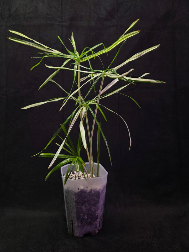 Cyperus Alternifolius Variegatus #01