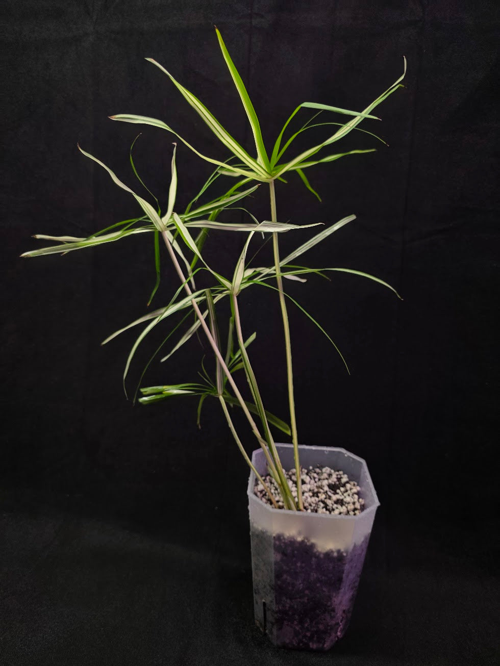 Cyperus Alternifolius Variegatus #01