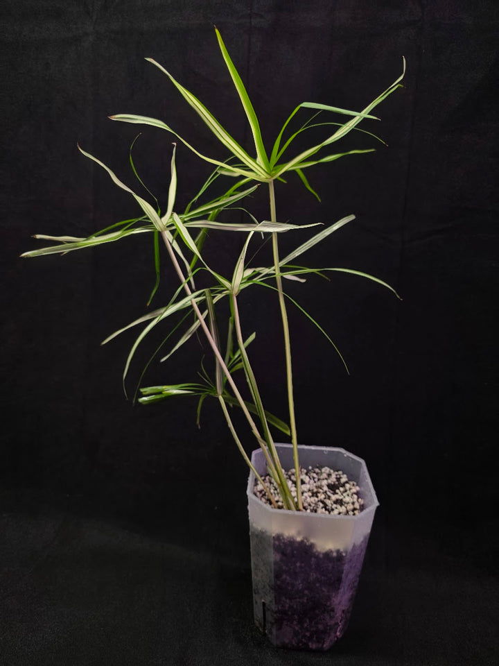 Cyperus Alternifolius Variegatus #01