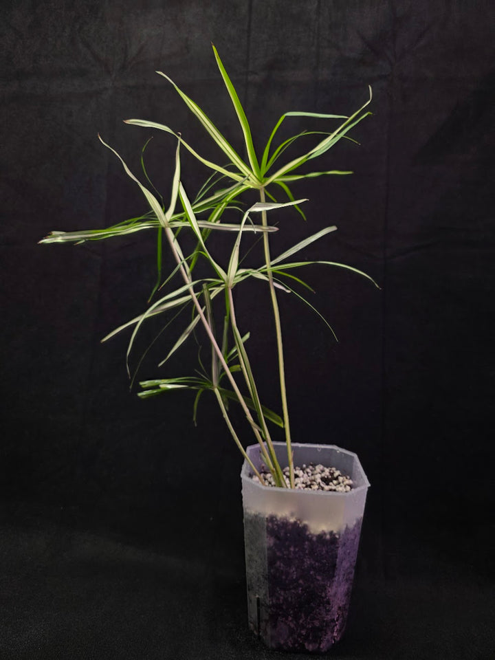 Cyperus Alternifolius Variegatus #01
