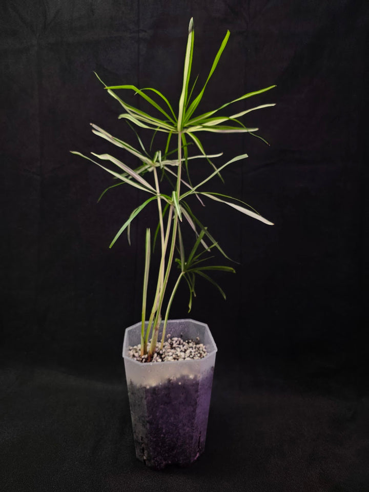 Cyperus Alternifolius Variegatus #01