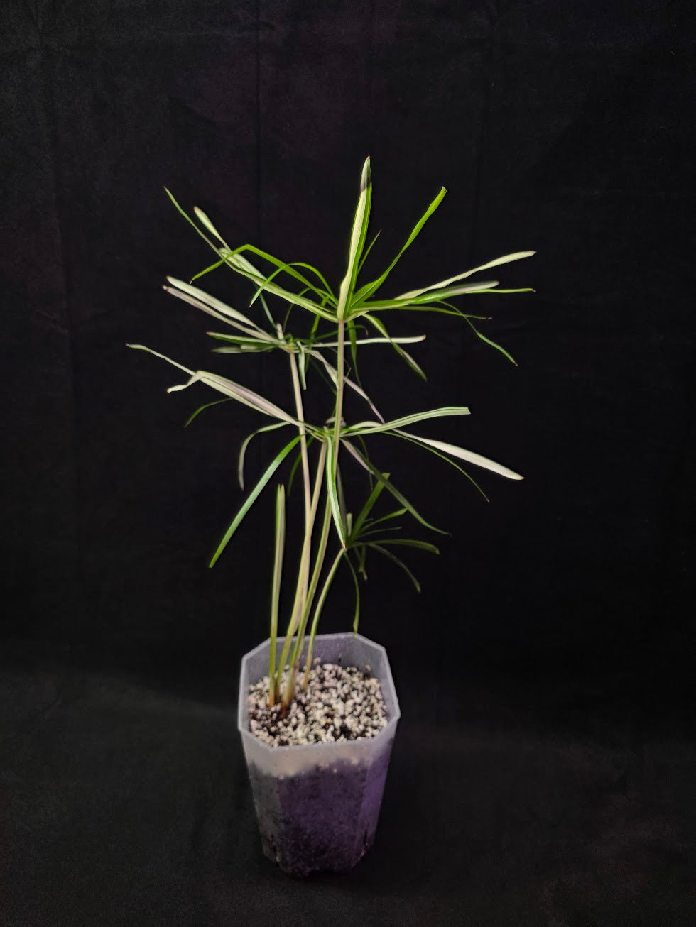 Cyperus Alternifolius Variegatus #01