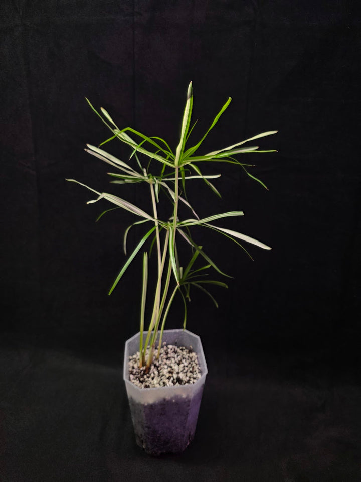 Cyperus Alternifolius Variegatus #01
