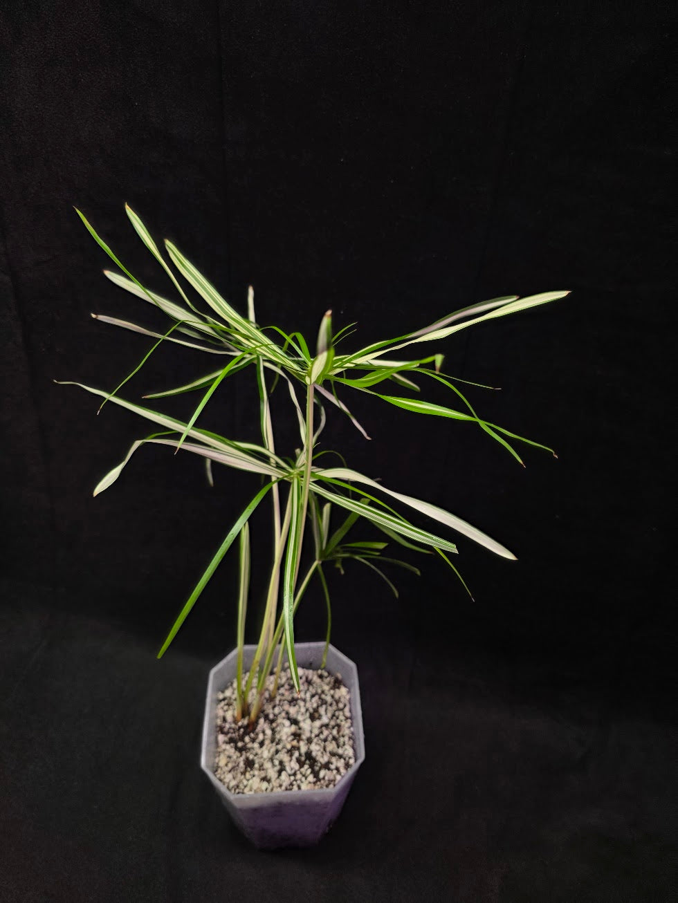 Cyperus Alternifolius Variegatus #01