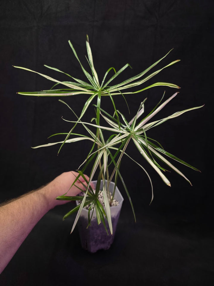 Cyperus Alternifolius Variegatus #01