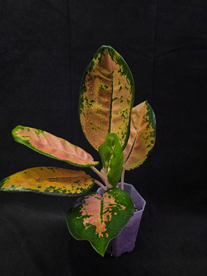 Aglaonema Starbuck #01