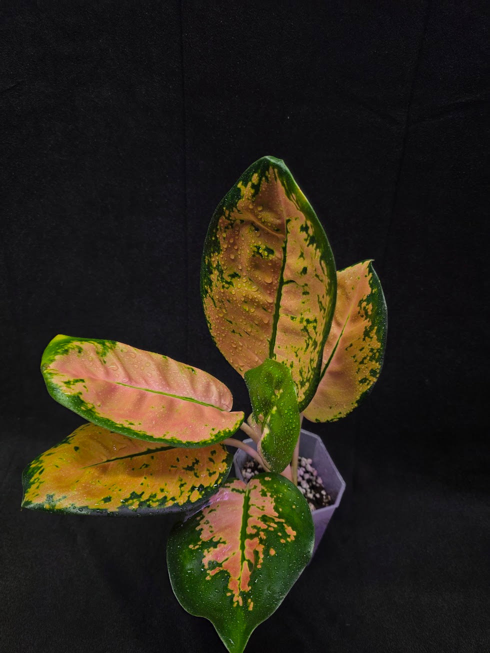 Aglaonema Starbuck #01