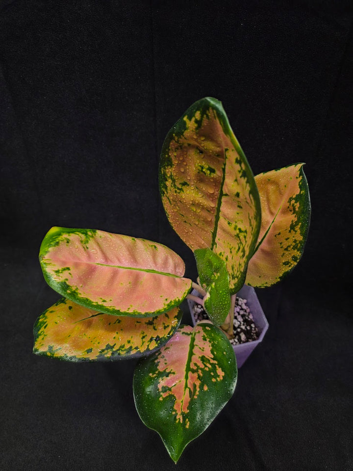 Aglaonema Starbuck #01